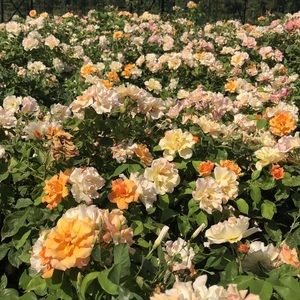 Meet your Posher, Mckelvey